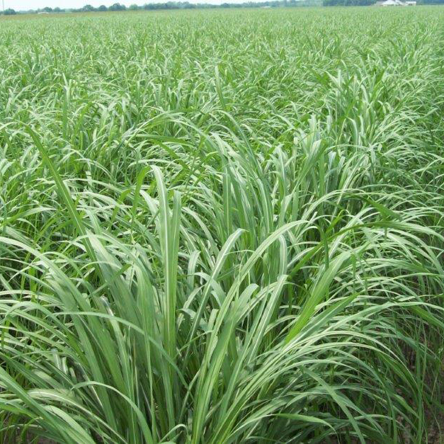 Distinguishing characteristic – Young plants have a yellowish hue even though properly fertilized, a spreading canopy and dark dewlaps.